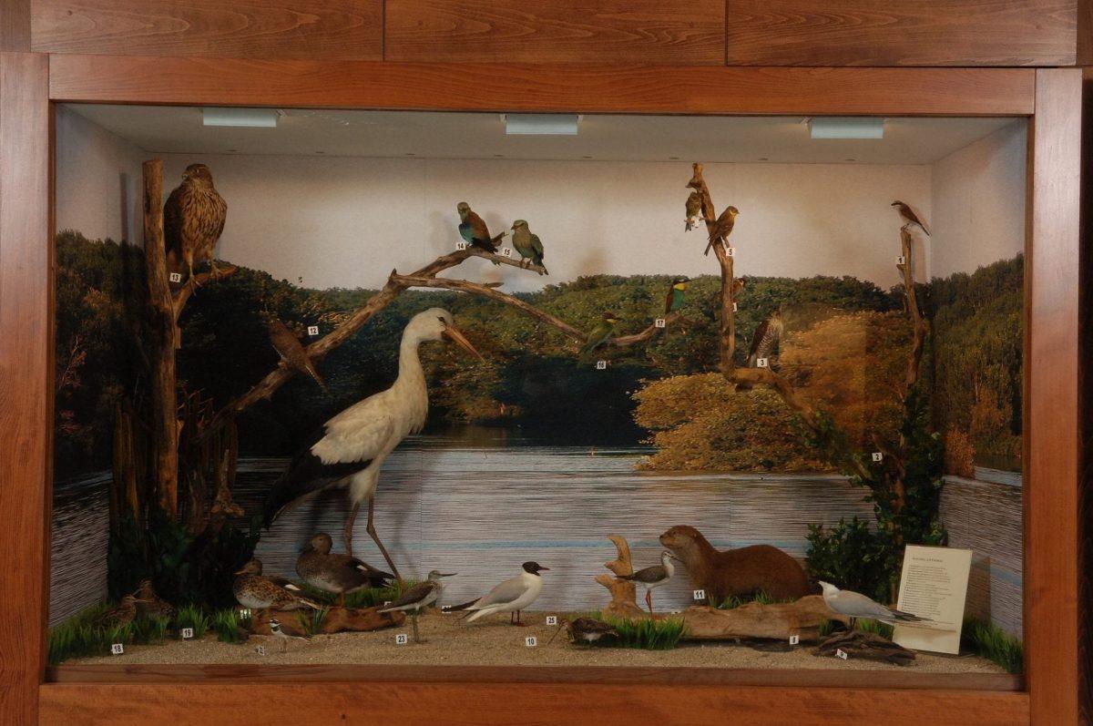 Center for Natural Environment Protection - Natural History Museum, Serres