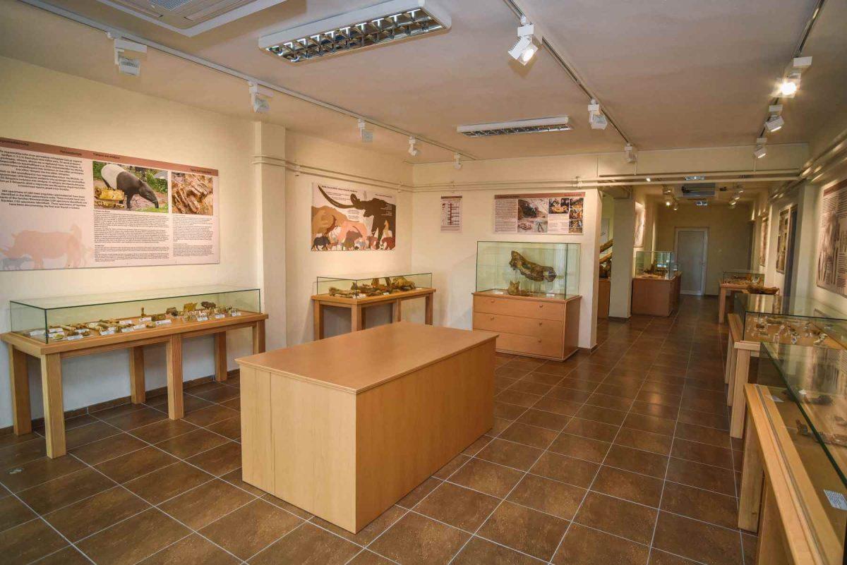 Grevena Natural History Museum