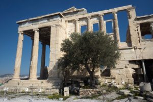 Sacred olive tree in_the_Acropolis_(33601275036)